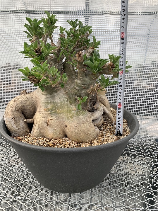 Pachypodium saundersii