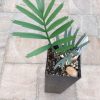 Encephalartos lehmannii