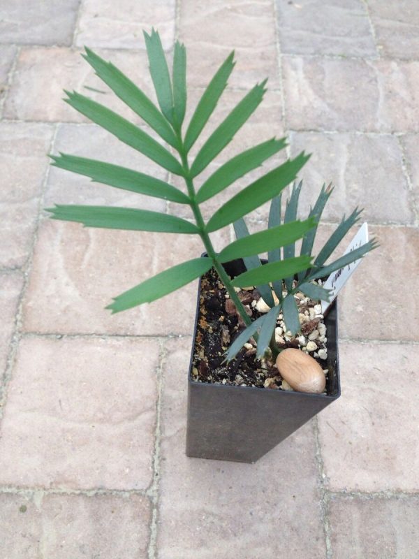 Encephalartos lehmannii
