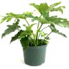 Tree Philodendron