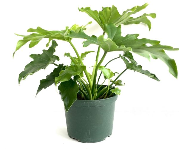 Tree Philodendron