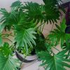 Tree Philodendron