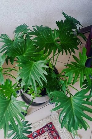 Tree Philodendron