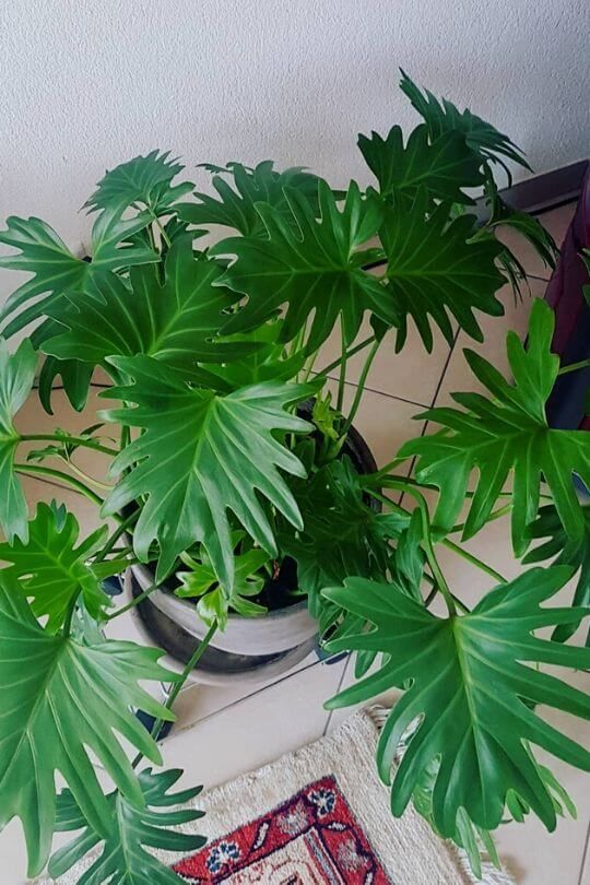 Tree Philodendron