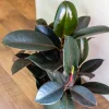 Rubber plant