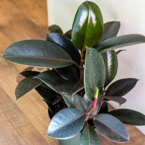 Rubber plant