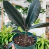 Rubber plant