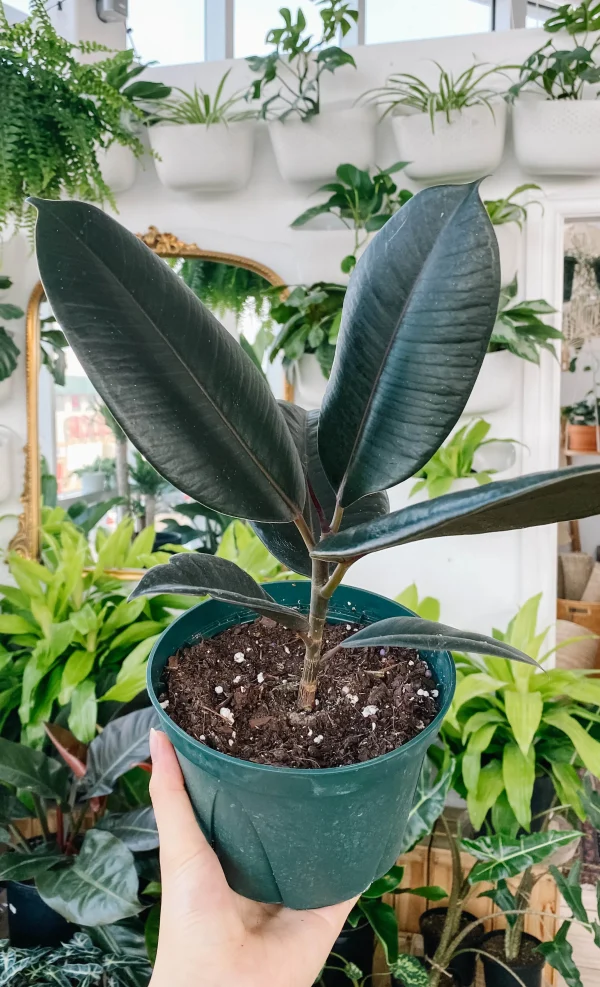 Rubber plant