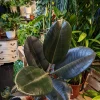Rubber plant