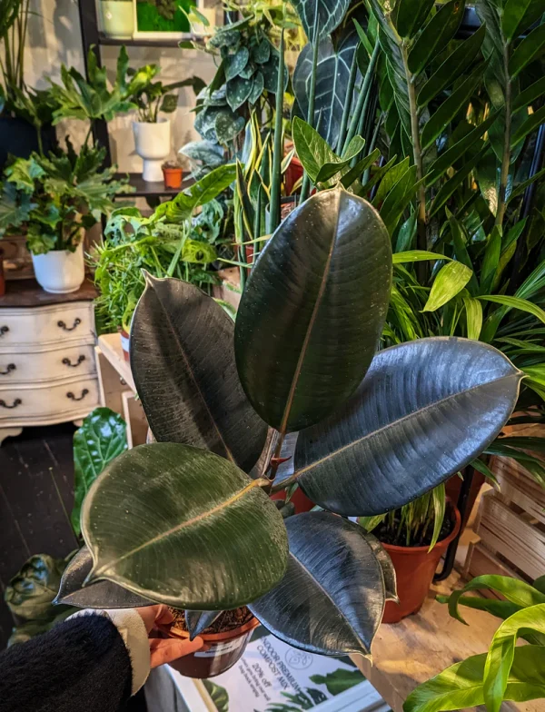 Rubber plant