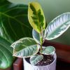 Rubber plant