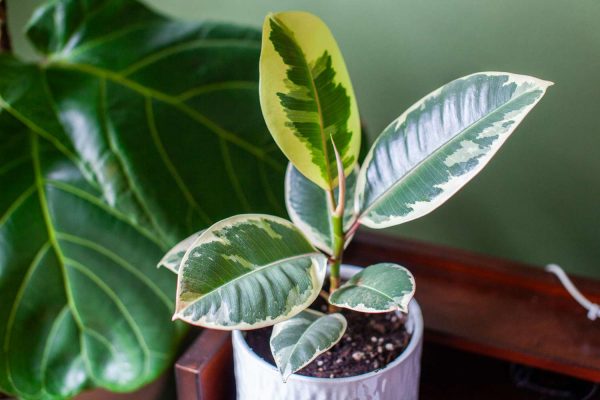 Rubber plant