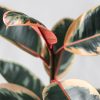 Rubber plant