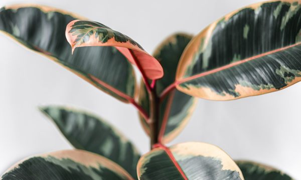 Rubber plant