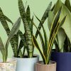 Snake Plant