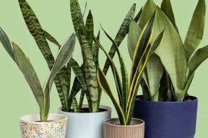 Snake Plant