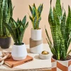 Snake Plant