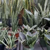 Snake Plant