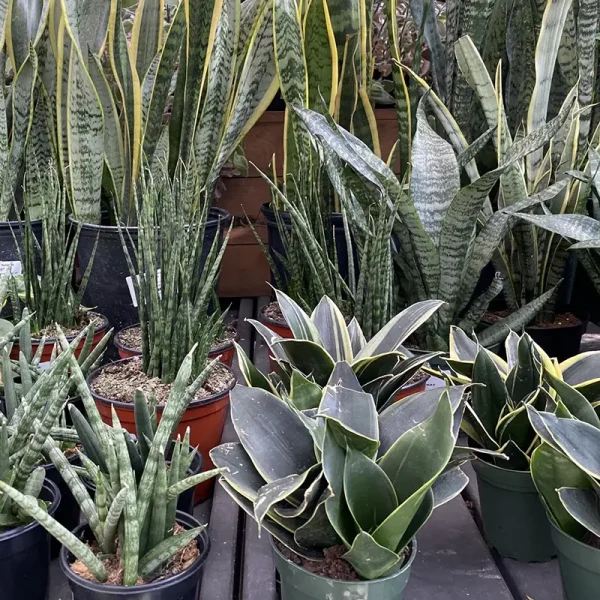 Snake Plant