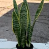 Snake Plant