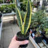Snake Plant