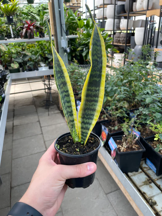 Snake Plant