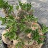 Pachypodium saundersii