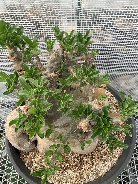 Pachypodium saundersii