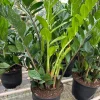 ZZ Plant (Eternity Plant)