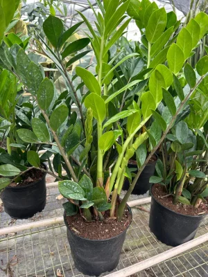 ZZ Plant (Eternity Plant)