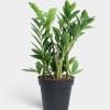 ZZ Plant (Eternity Plant)