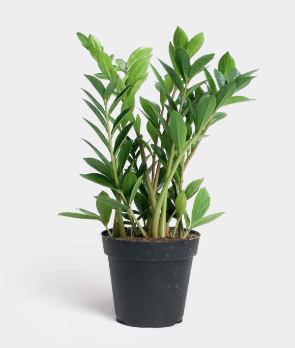 ZZ Plant (Eternity Plant)