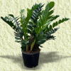 ZZ Plant (Eternity Plant)