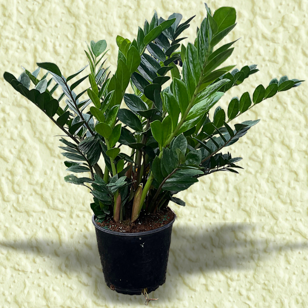 ZZ Plant (Eternity Plant)