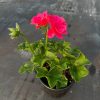 Geraniums plants