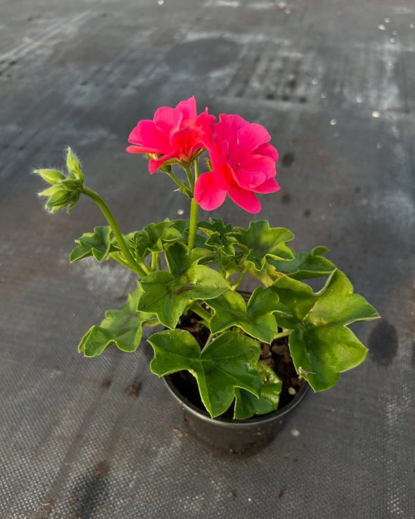 Geraniums plants