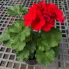 Geraniums plants