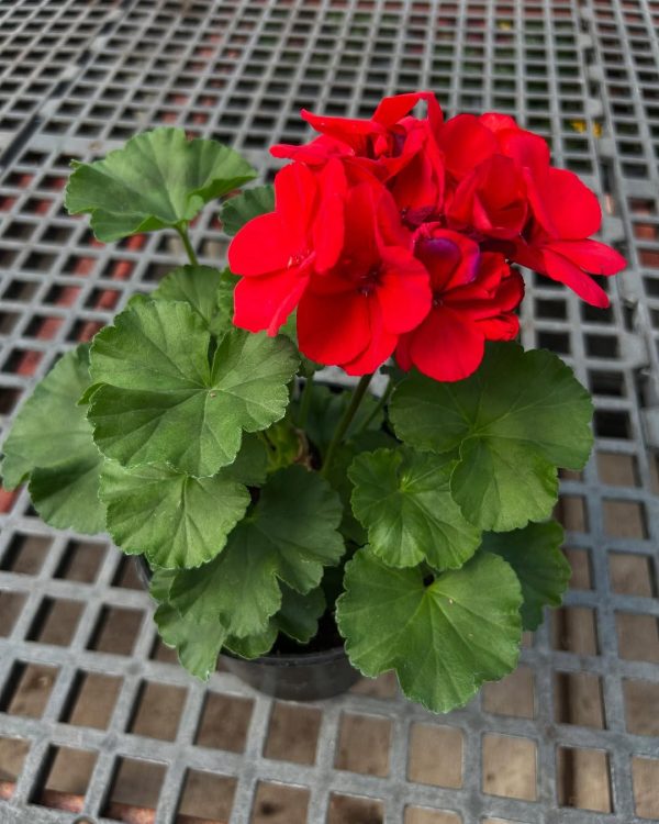 Geraniums plants