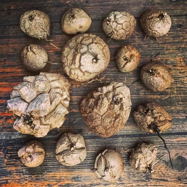 Dioscorea elephantipes