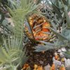 Encepharlatos Horridus Seedlings