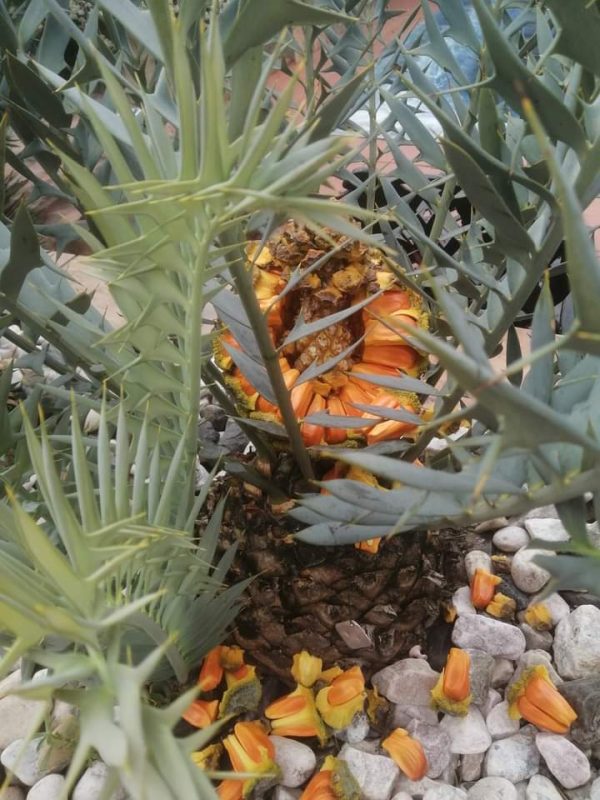 Encepharlatos Horridus Seedlings