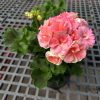 Geraniums plants