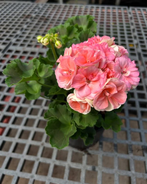 Geraniums plants