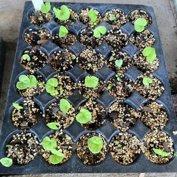 Dioscorea elephantipes