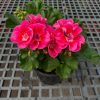 Geraniums plants