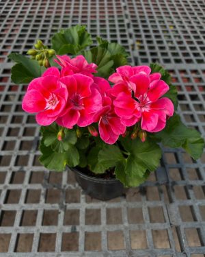 Geraniums plants