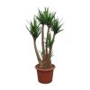 Yucca Elephantipes