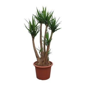 Yucca Elephantipes