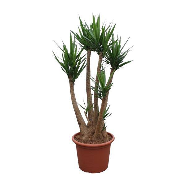 Yucca Elephantipes
