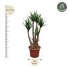 Yucca Elephantipes